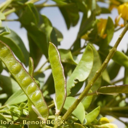 Adenocarpus anagyrifolius ফল