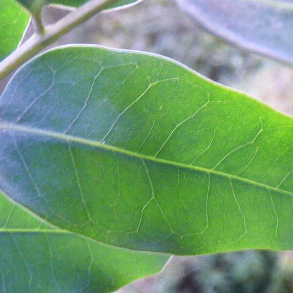 Adenanthera pavonina Лист