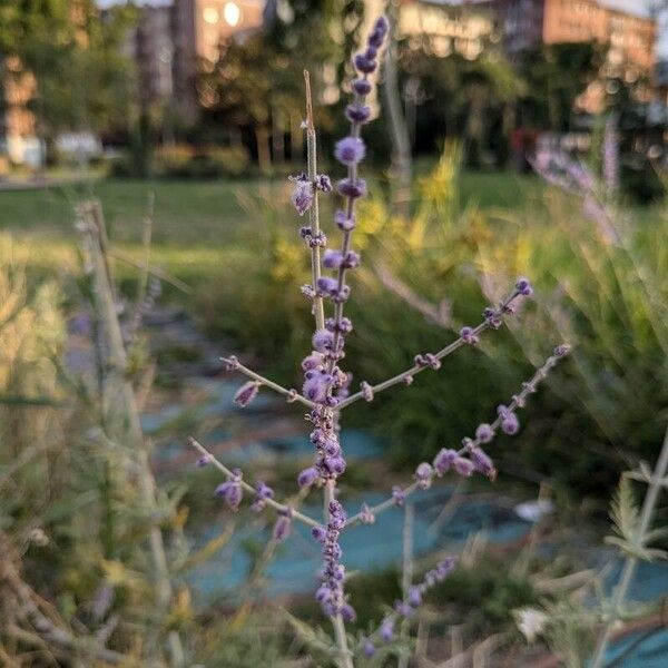 Salvia abrotanoides 花