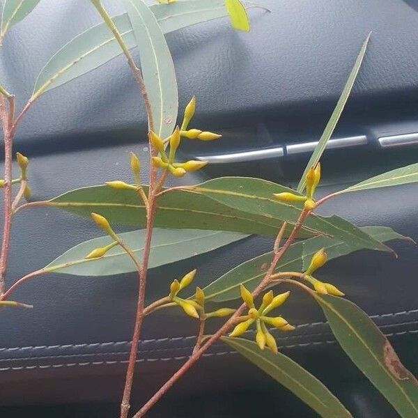 Eucalyptus camaldulensis Blad