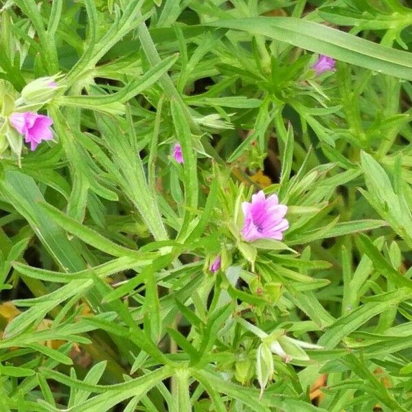 Geranium dissectum 整株植物