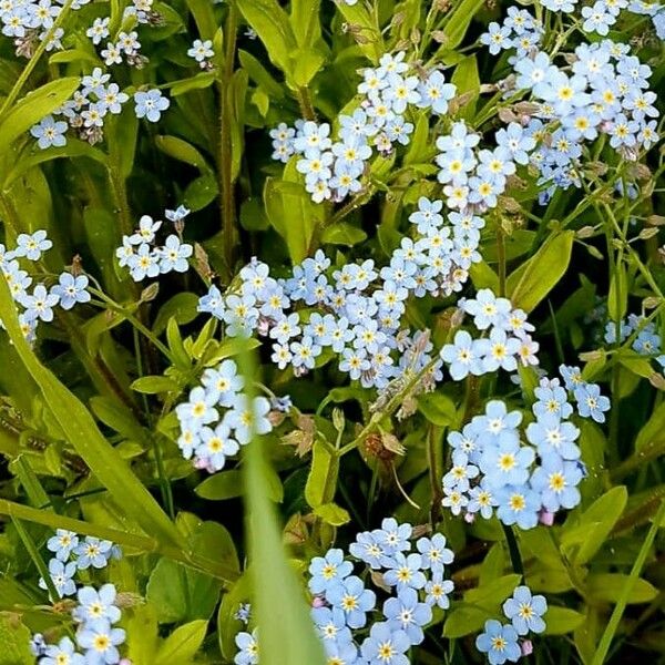 Myosotis scorpioides Φύλλο