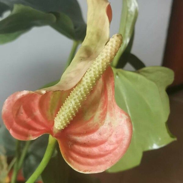 Anthurium nymphaeifolium Floare