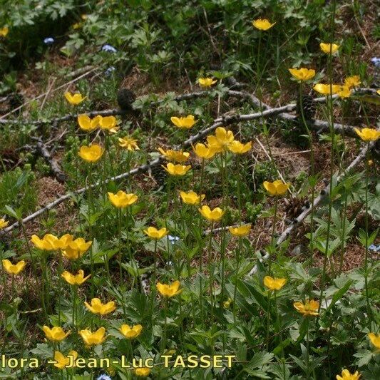 Ranunculus aduncus ശീലം