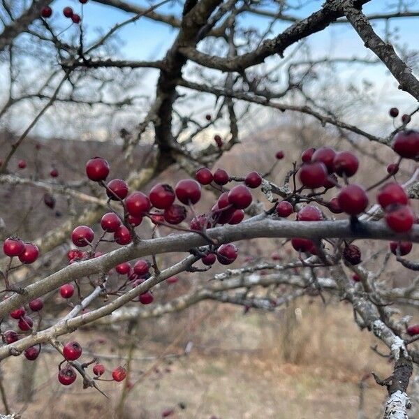 Crataegus laciniata Fruit