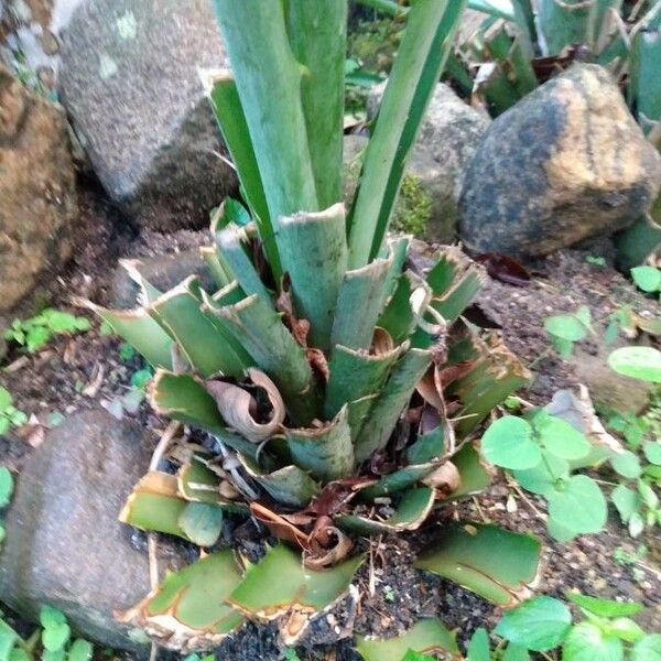 Bromelia pinguin Kéreg