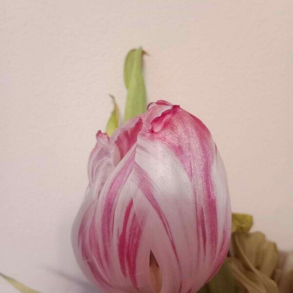 Tulipa gesneriana Fleur