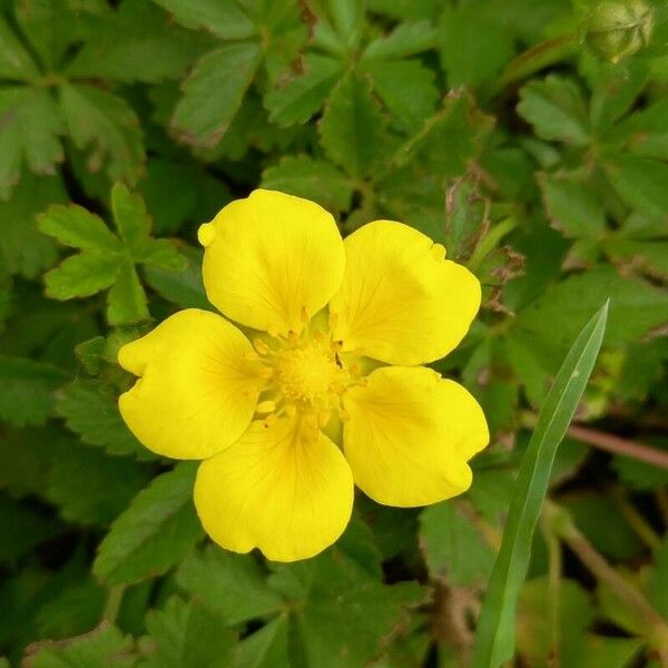 Potentilla reptans Flower