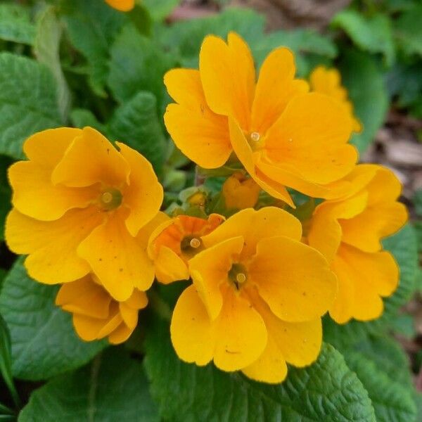 Primula × polyantha Flower