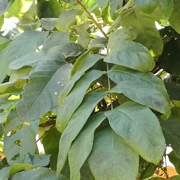 Markhamia stipulata Leaf