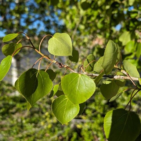 Populus tremuloides Folha