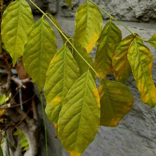 Wisteria sinensis Leaf