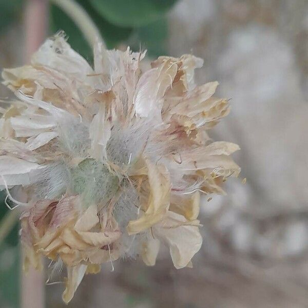 Astragalus obtusifolius Frugt