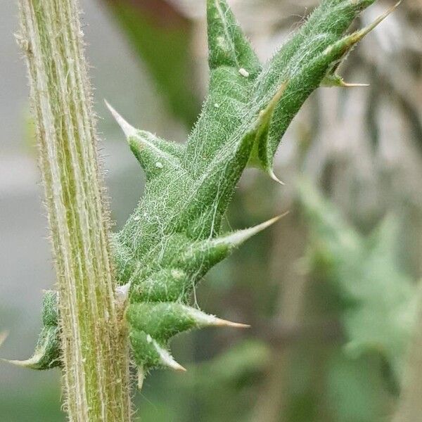 Echinops sphaerocephalus кора