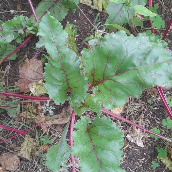 Beta macrocarpa Blatt