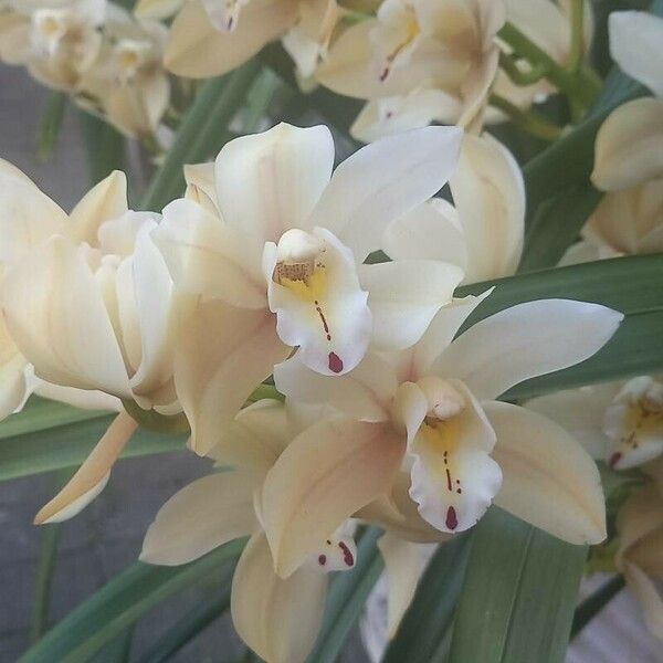 Cymbidium devonianum Flower