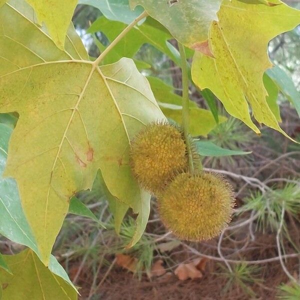 Platanus orientalis Fruit