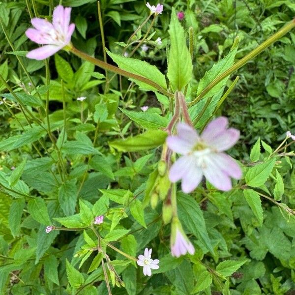 Epilobium montanum Flor