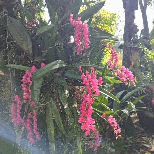 Rodriguezia lanceolata Flower