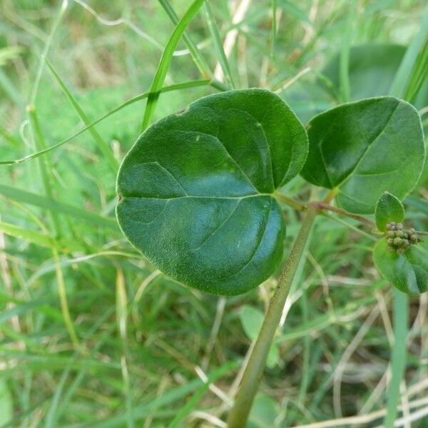 Boerhavia diffusa Ліст