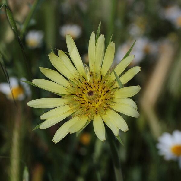 Tragopogon dubius Flower