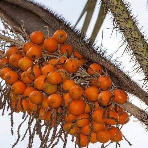 Bactris gasipaes Fruit