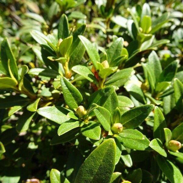 Rhododendron ferrugineum Листок