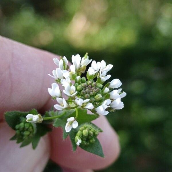 Draba muralis Flower