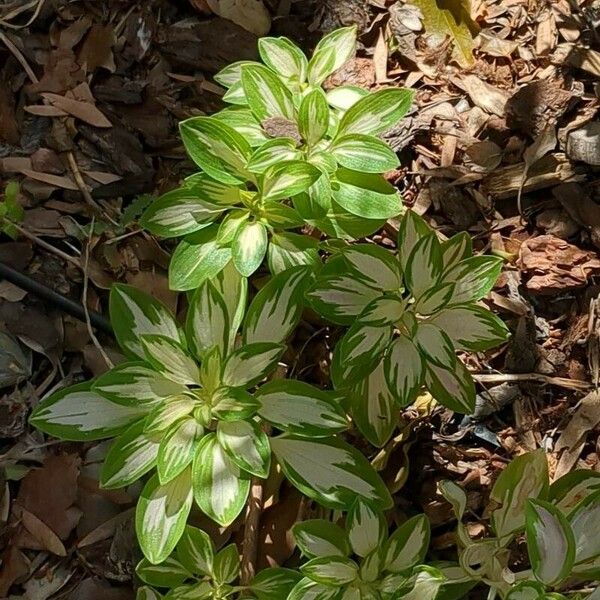 Alstroemeria psittacina Yaprak