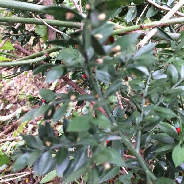 Ruscus aculeatus Liść