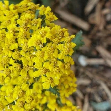 Achillea ageratum Květ