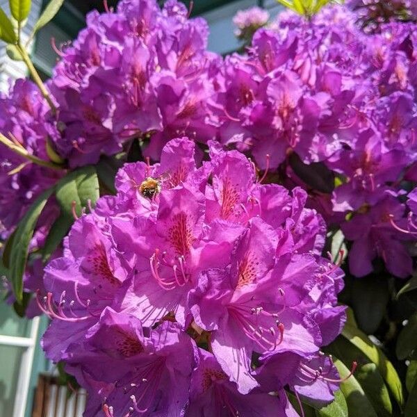 Rhododendron catawbiense Flower