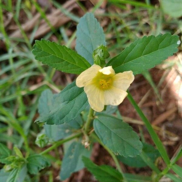 Sida acuta Flower