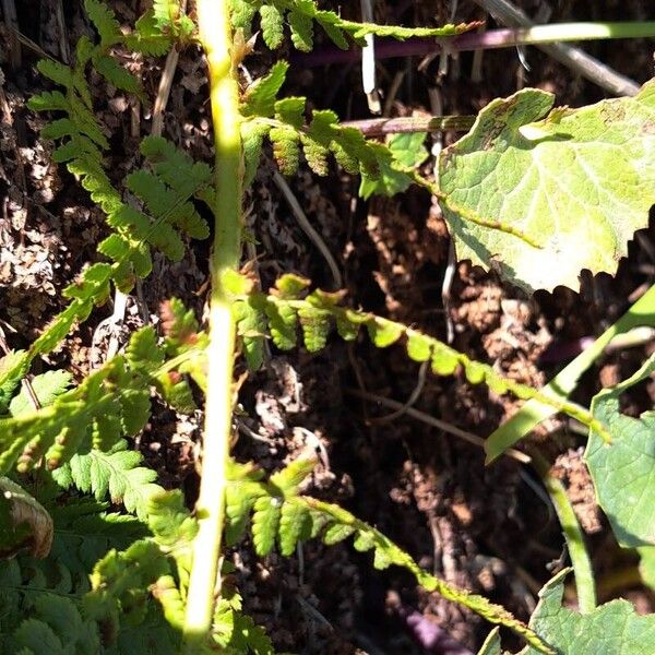 Dryopteris villarii Liść