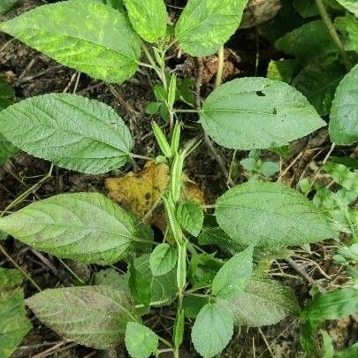 Corchorus aestuans Leaf