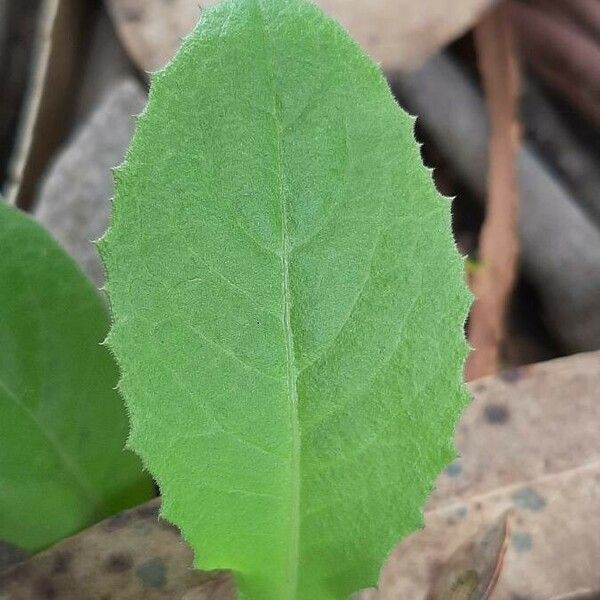 Emilia fosbergii Leaf