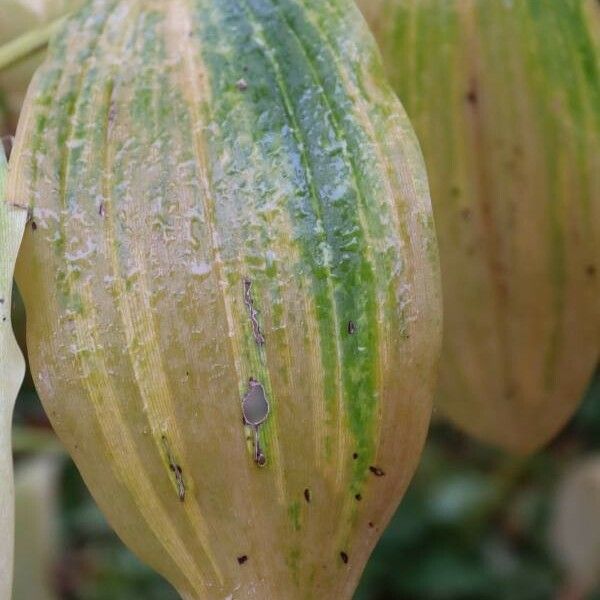 Polygonatum multiflorum Lehti