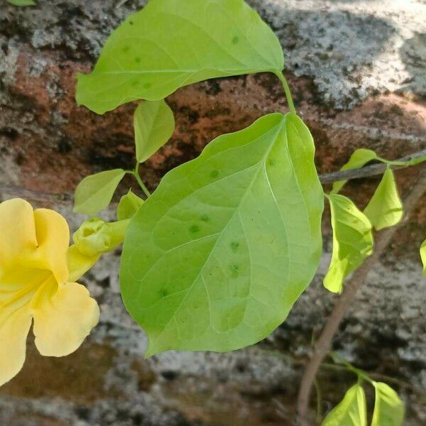 Dolichandra unguis-cati Flors