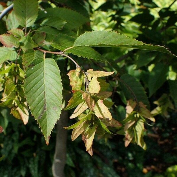 Carpinus caroliniana Liść