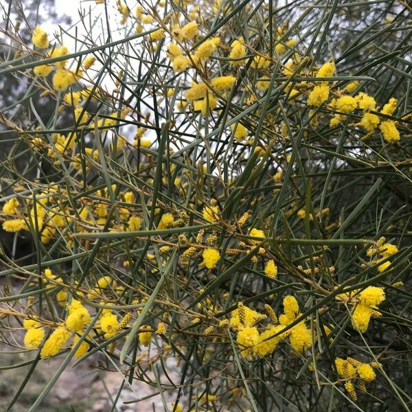 Acacia doratoxylon Flower