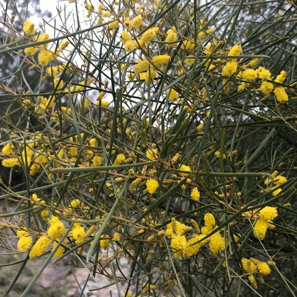 Acacia doratoxylon Flor