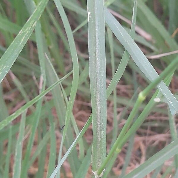 Dactyloctenium aegyptium Liść