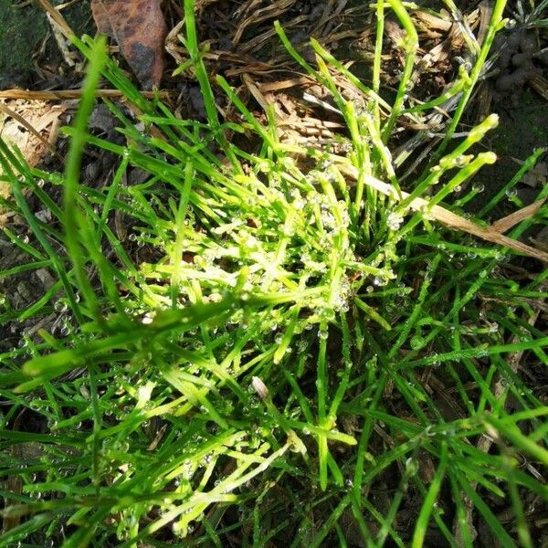 Equisetum arvense Leaf