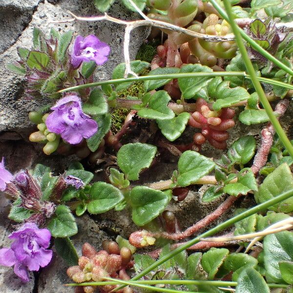 Clinopodium alpinum Alia