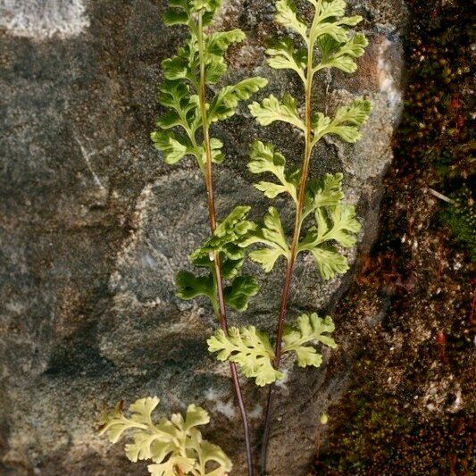 Anogramma leptophylla Inny