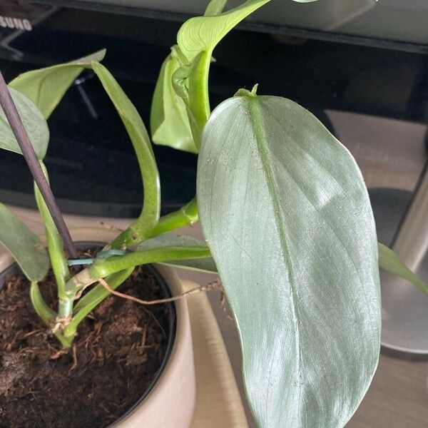 Philodendron hastatum Feuille