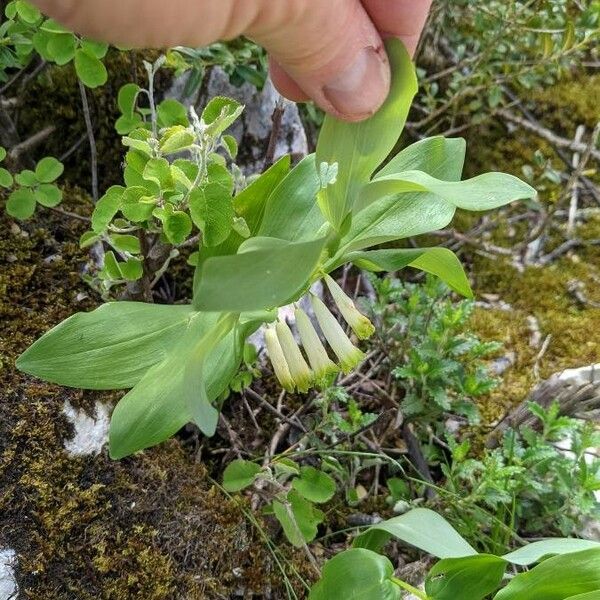 Polygonatum odoratum Blomma