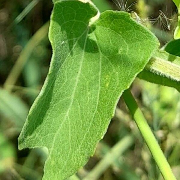 Mikania cordifolia Leaf