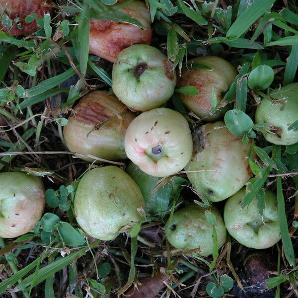 Syzygium malaccense Frukt