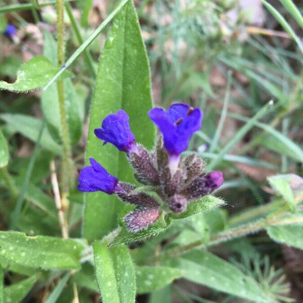 Pulmonaria longifolia फूल